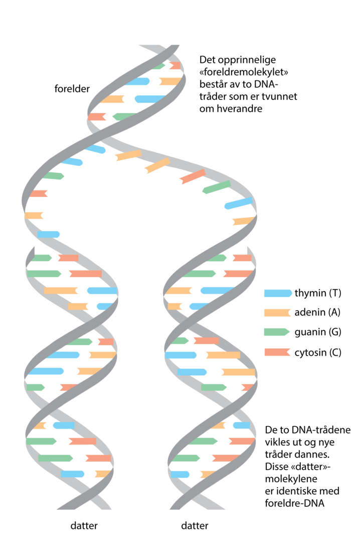 DNA-replikasjon