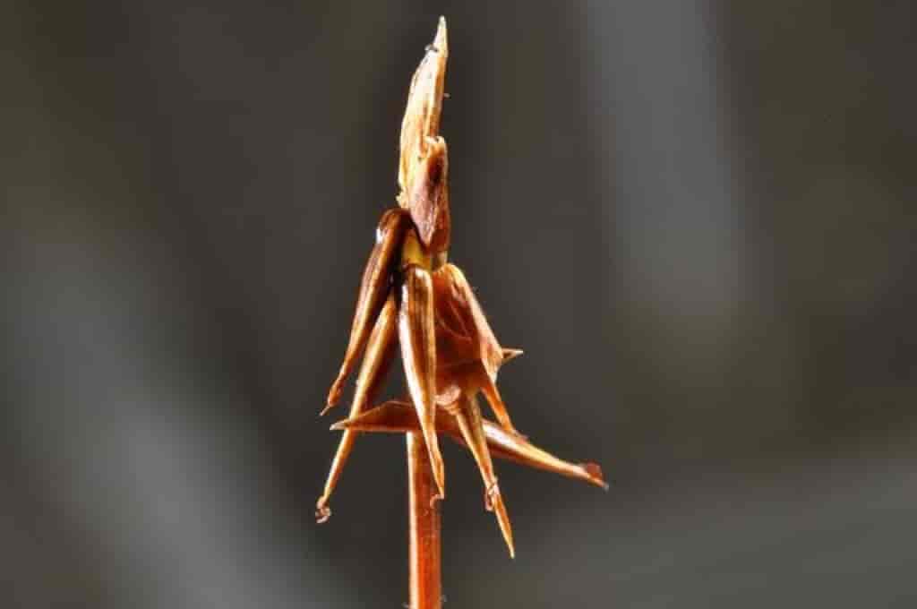 Carex microglochin