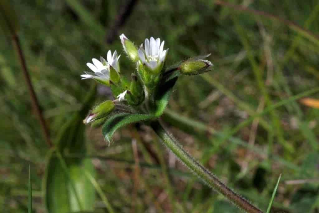 Cerastium fontanum ssp. vulgare