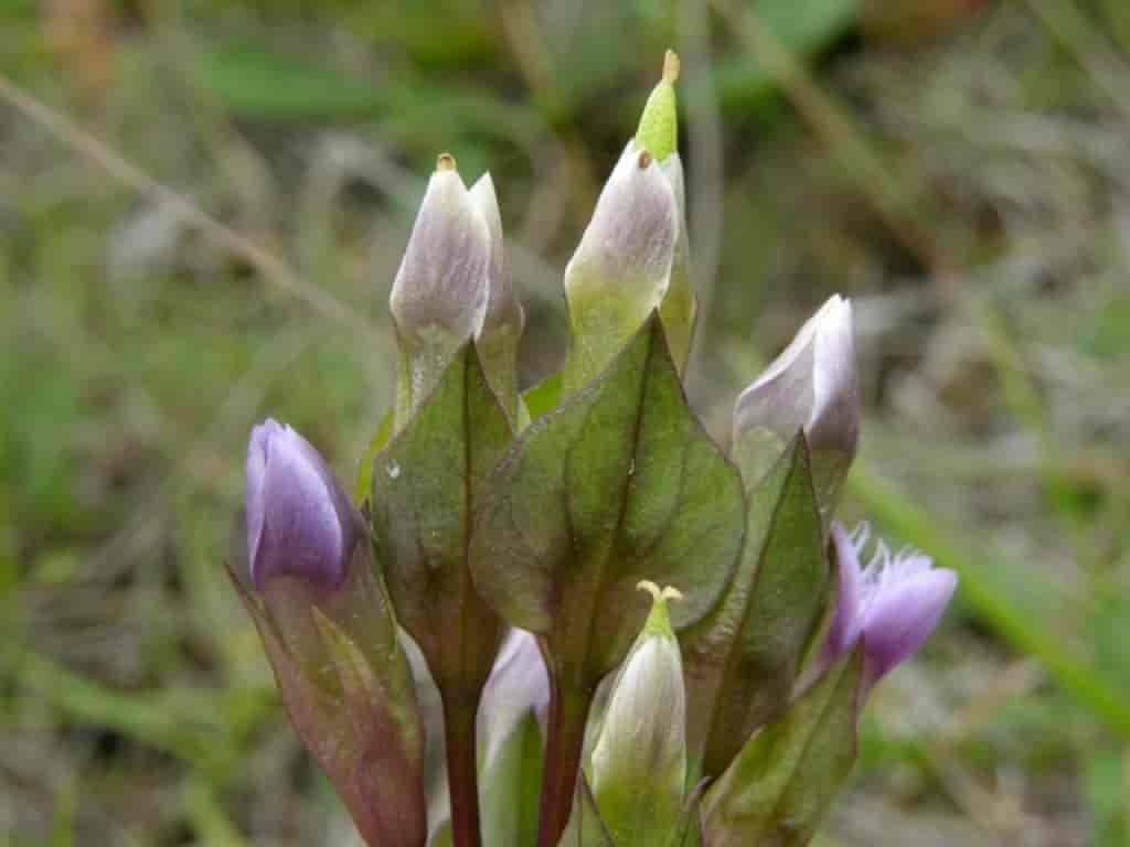 Gentianella campestris ssp. campestris