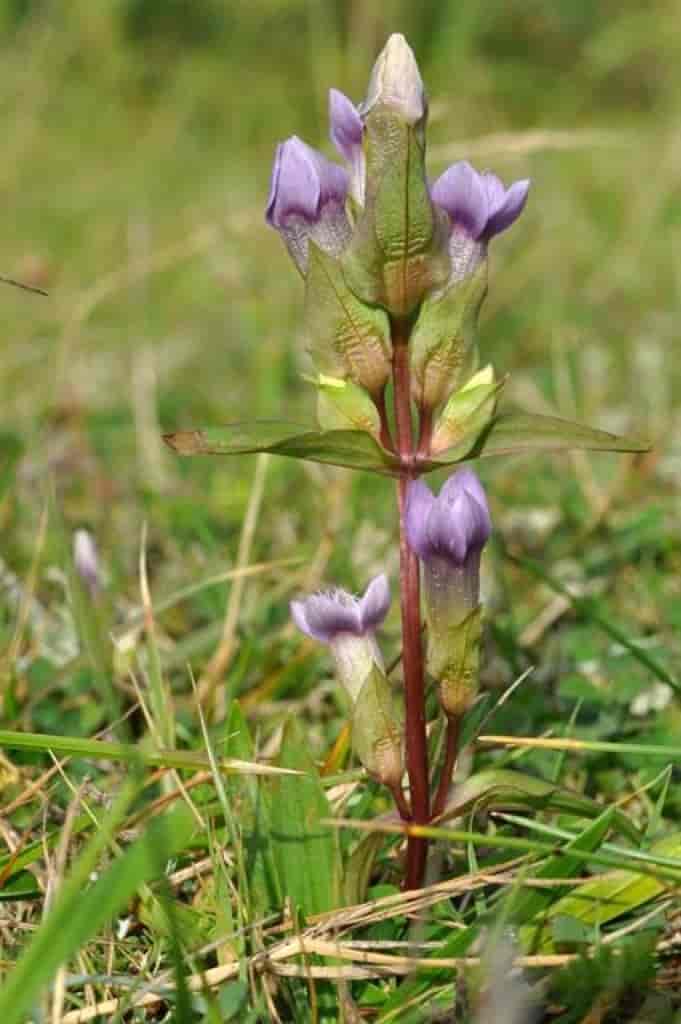 Gentianella campestris ssp. baltica
