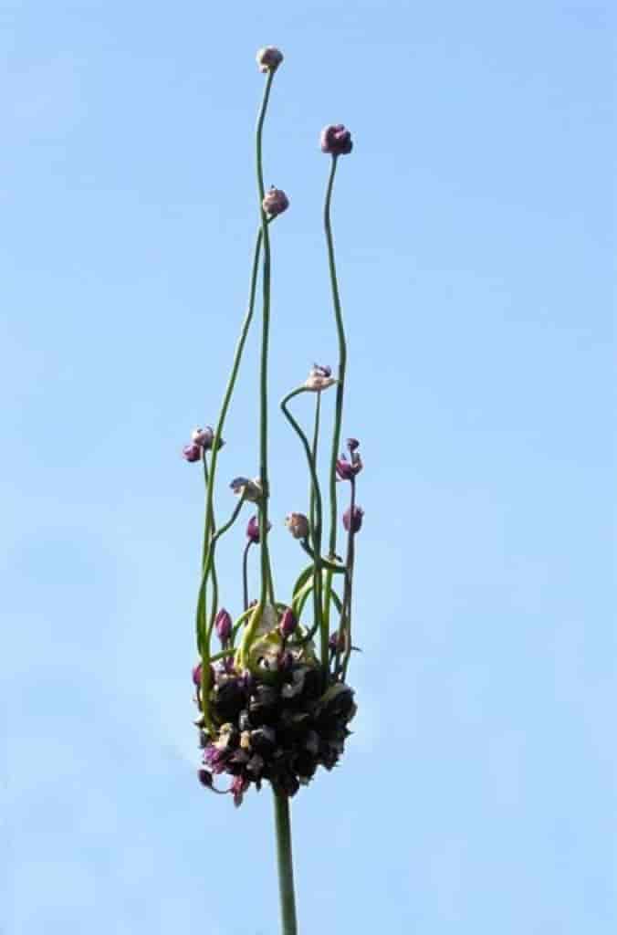 Allium scorodoprasum
