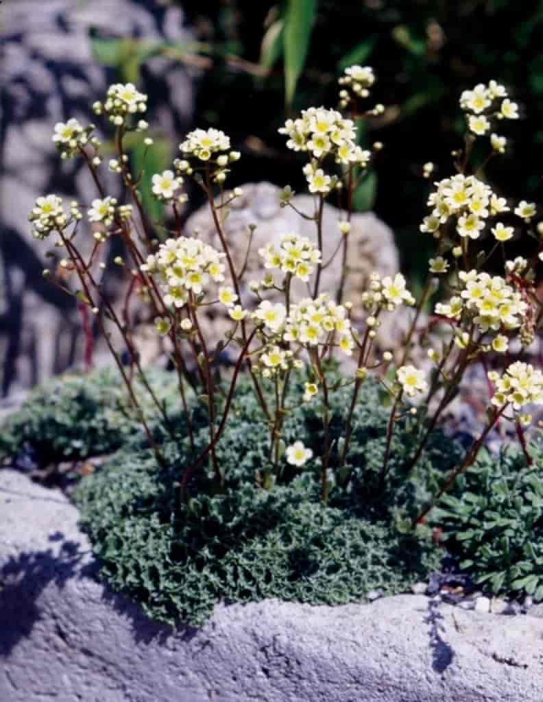 Saxifraga paniculata (Minutissima)
