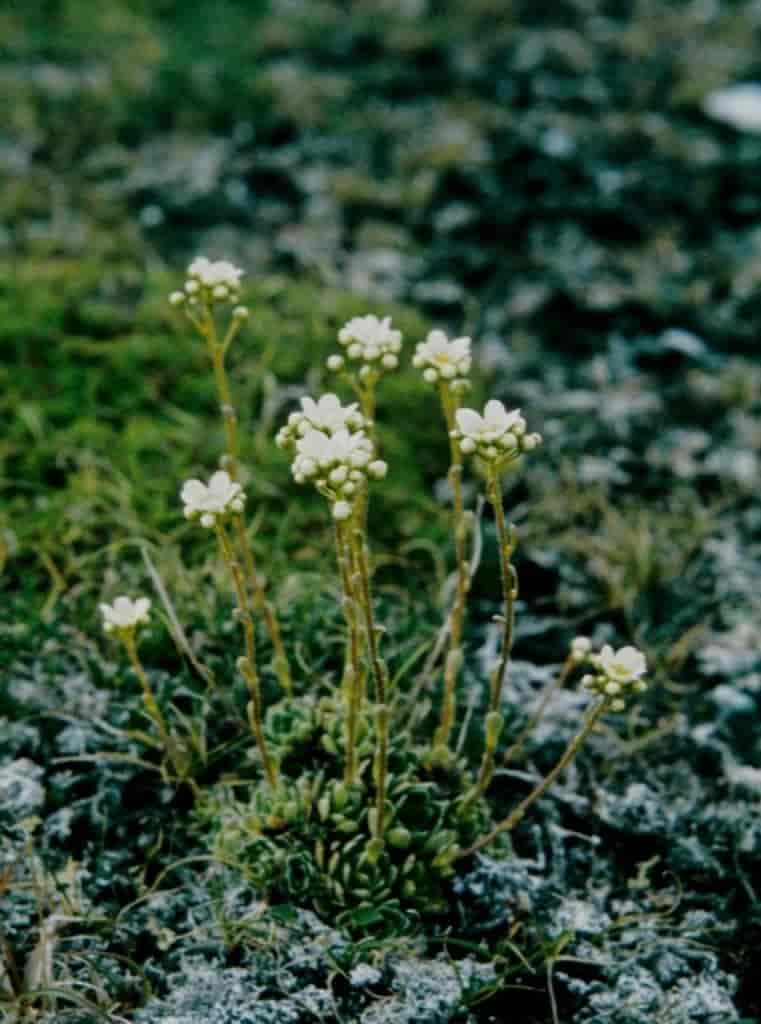 Saxifraga paniculata ssp. laestadii