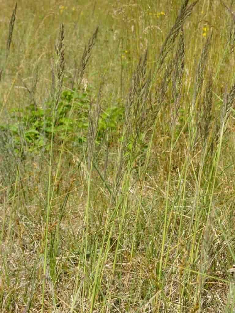 Calamagrostis epigeios