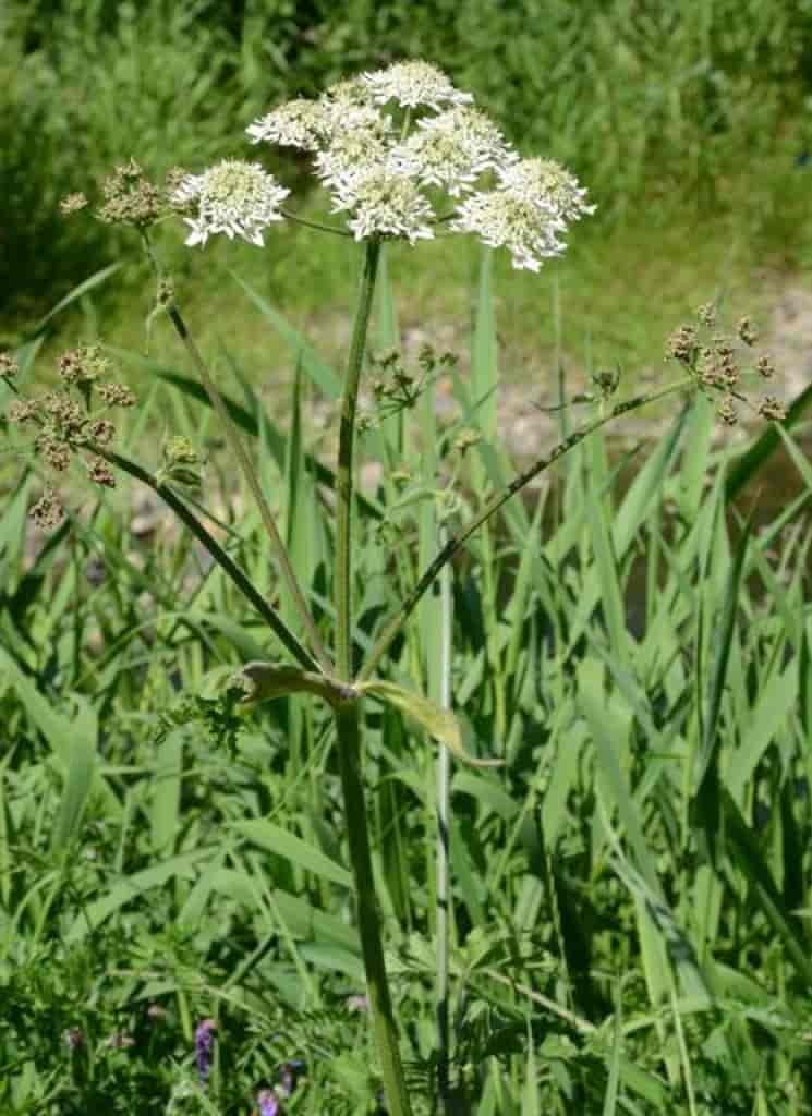Heracleum sphondylium ssp. sphondylium