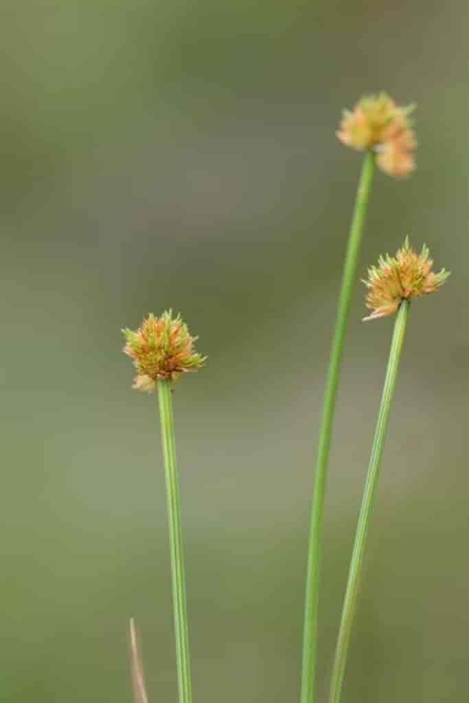 Trichophorum cespitosum ssp. germanicum