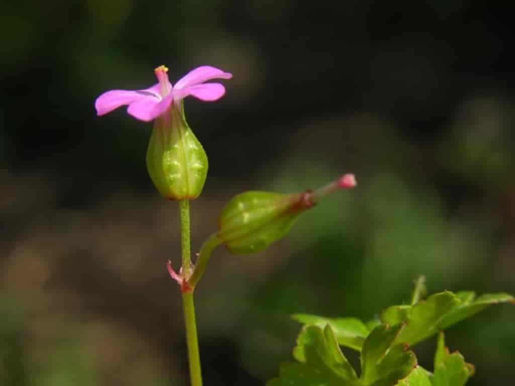 Geranium lucidum