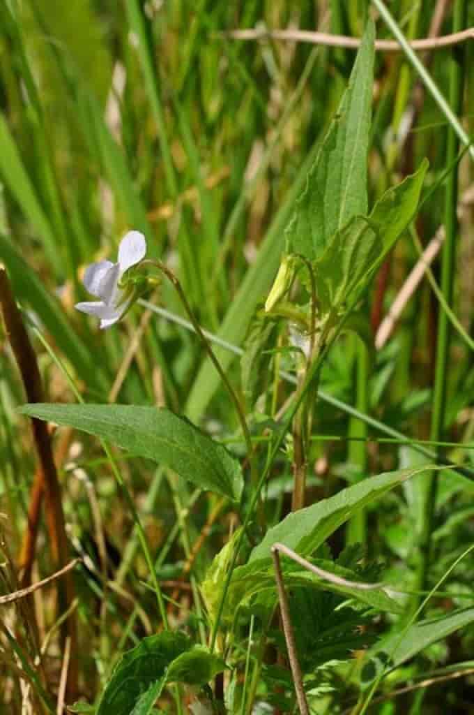 Viola persicifolia