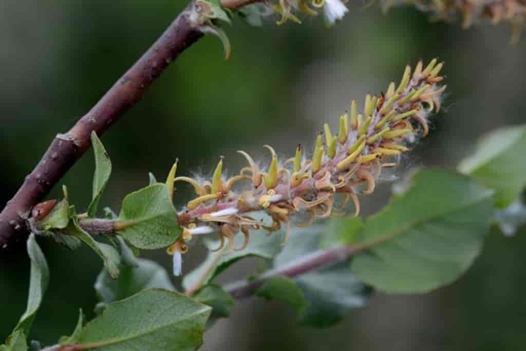 Salix hastata
