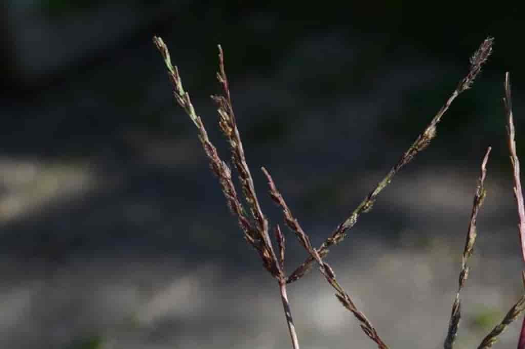 Digitaria sanguinalis ssp. pectiniformis