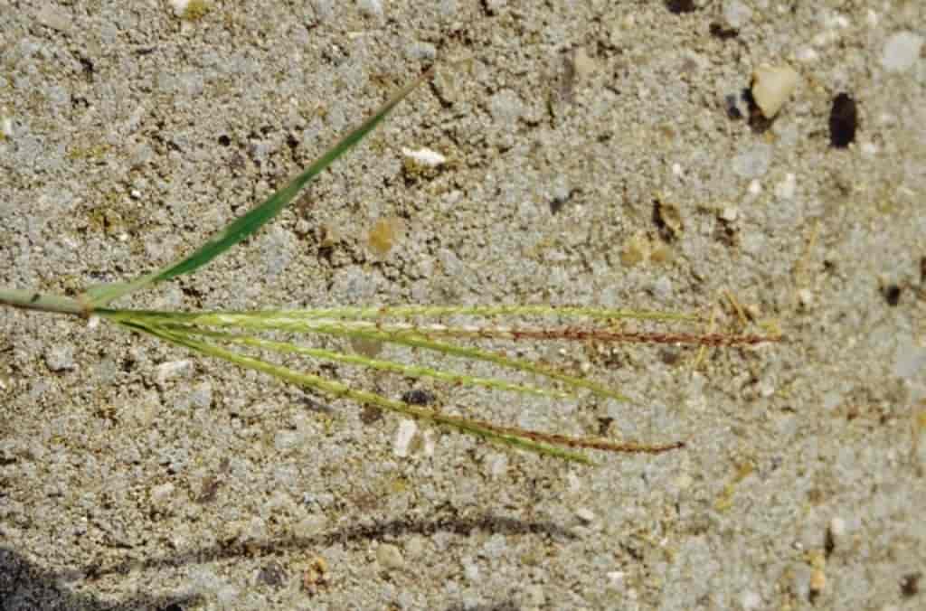 Digitaria sanguinalis ssp. sanguinalis