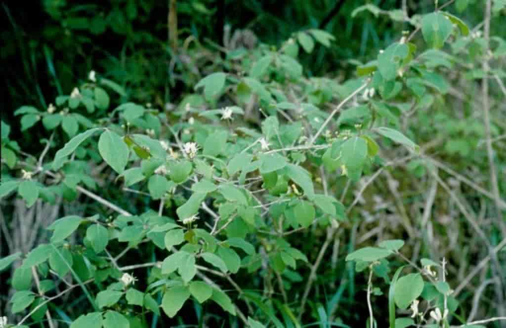 Lonicera caerulea ssp. caerulea