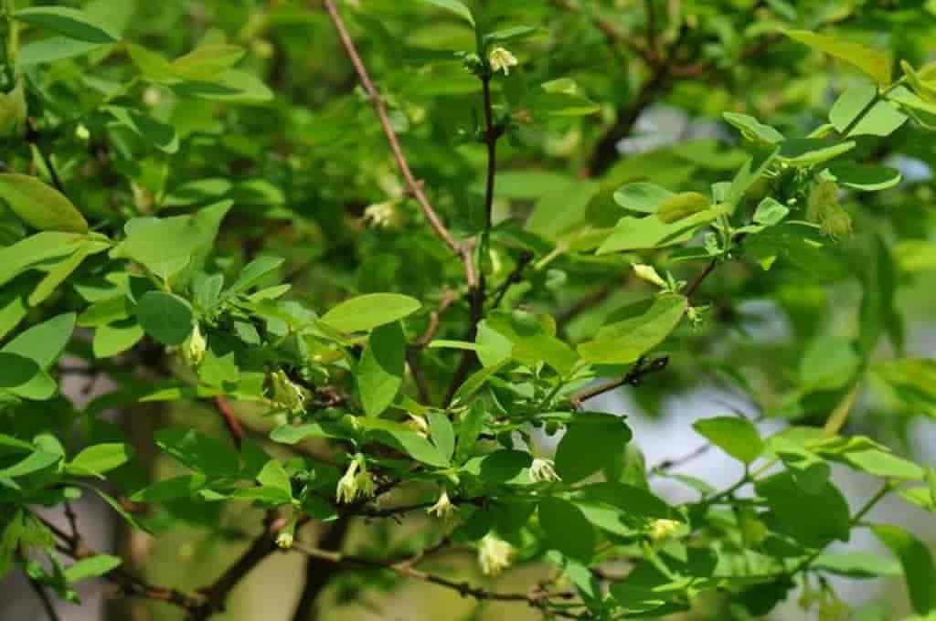 Lonicera caerulea ssp. caerulea