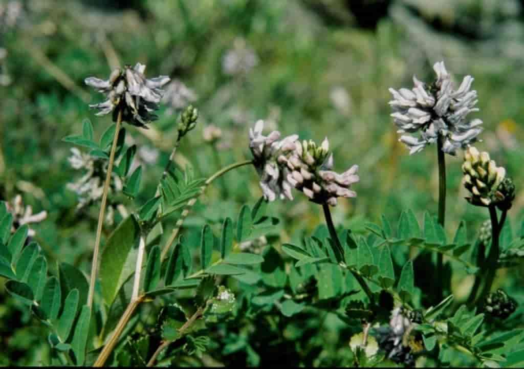 Astragalus norvegicus
