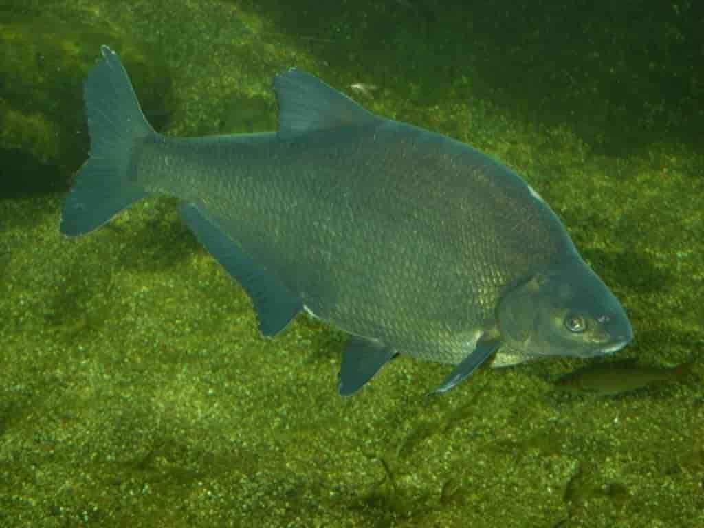 Рыба синец фото другое название