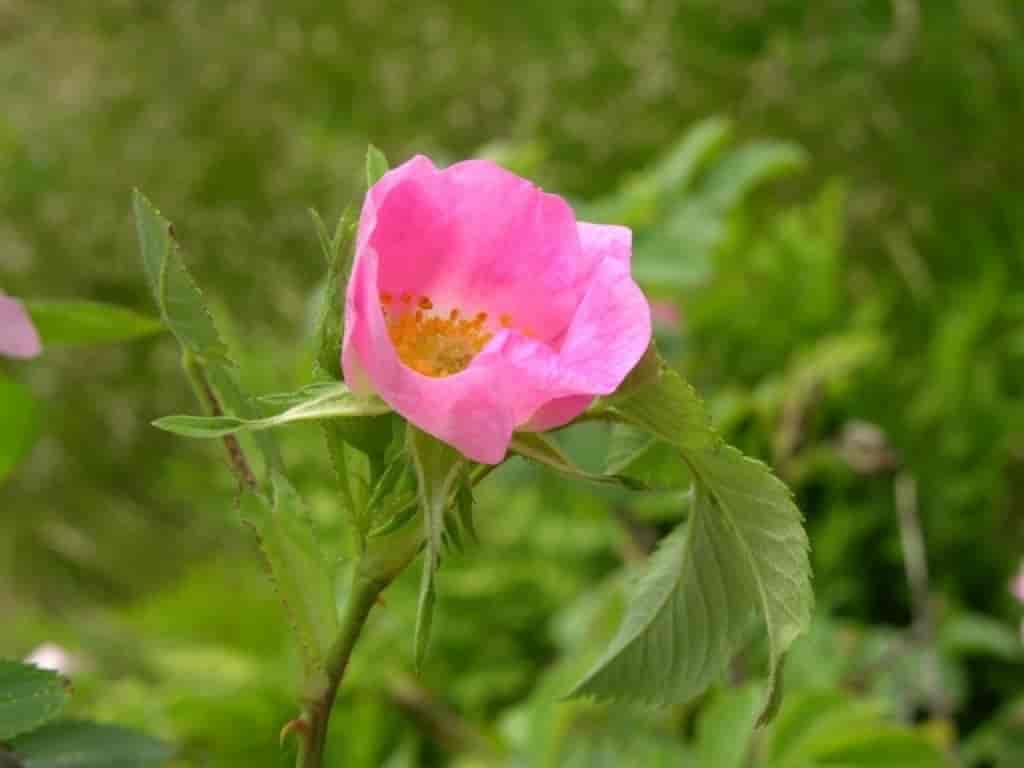 Rosa sherardii