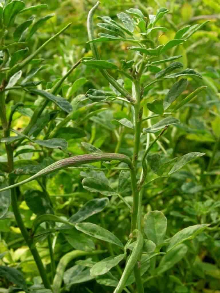 Trigonella foenum-graecum