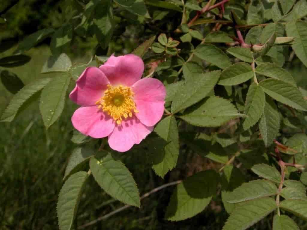 Rosa villosa ssp. mollis