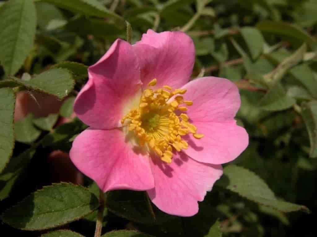 Rosa villosa ssp. mollis