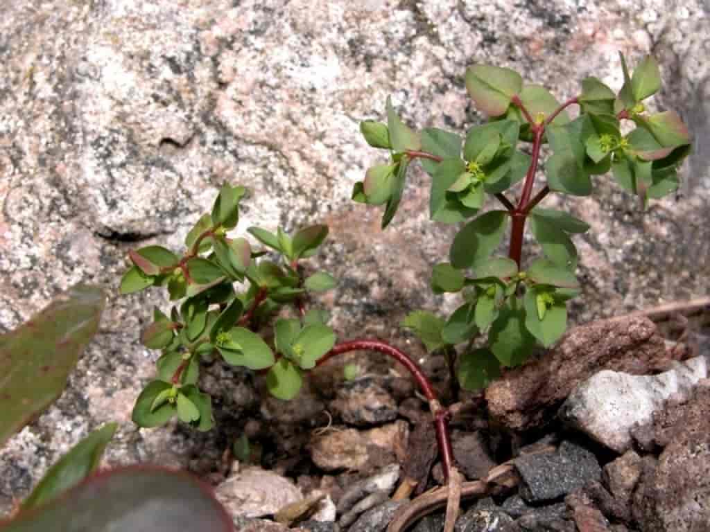 Euphorbia peplus