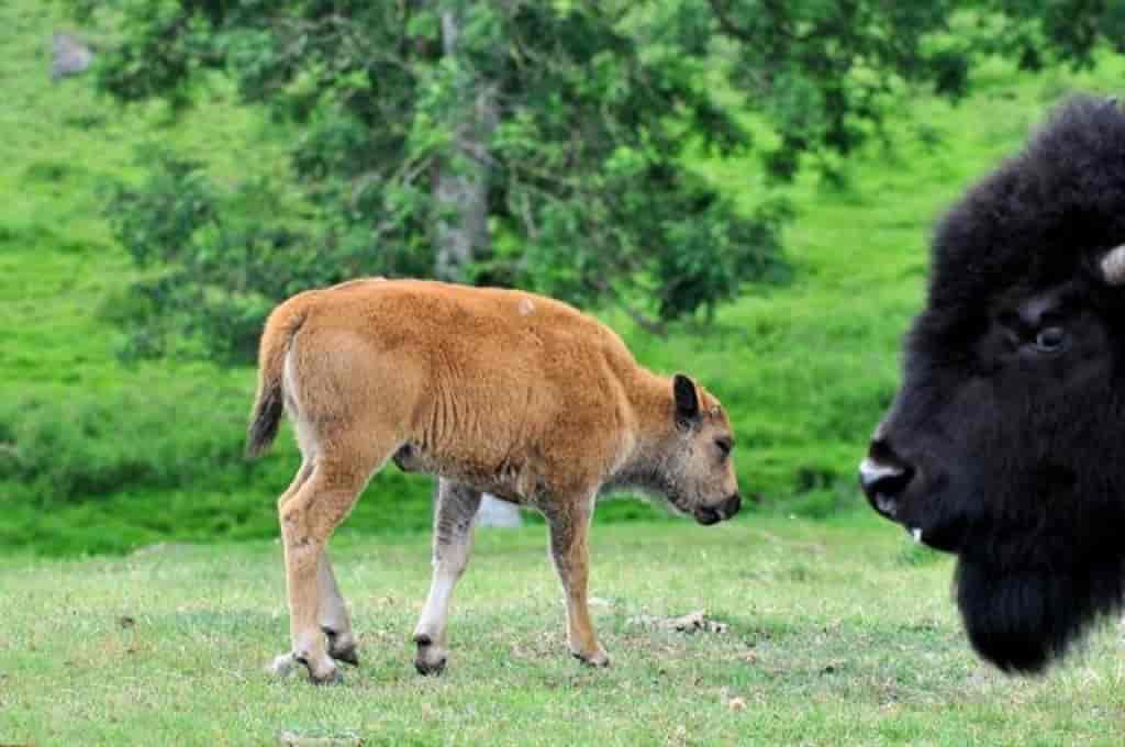 Bison bison