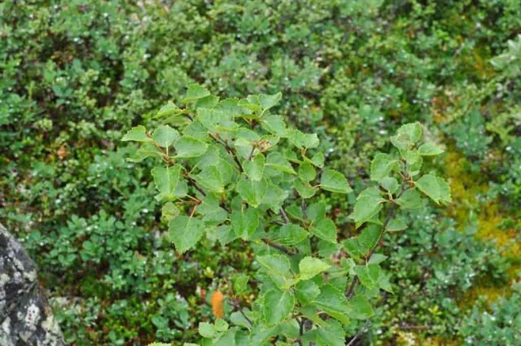 Betula pubescens ssp. czerepanovii