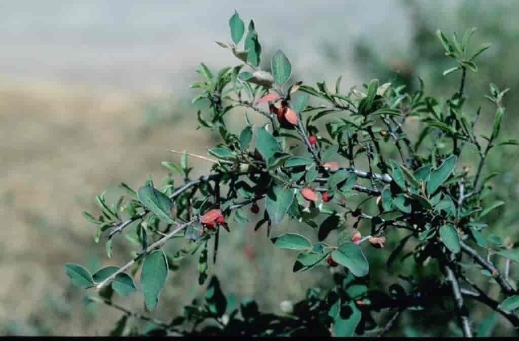 Cotoneaster scandinavicus