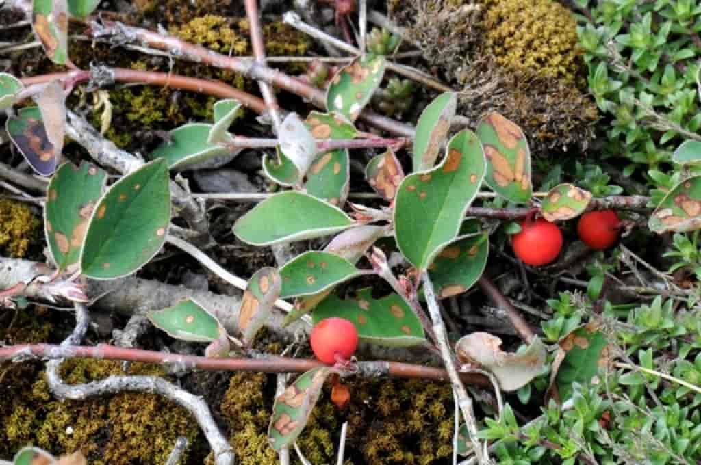 Cotoneaster scandinavicus