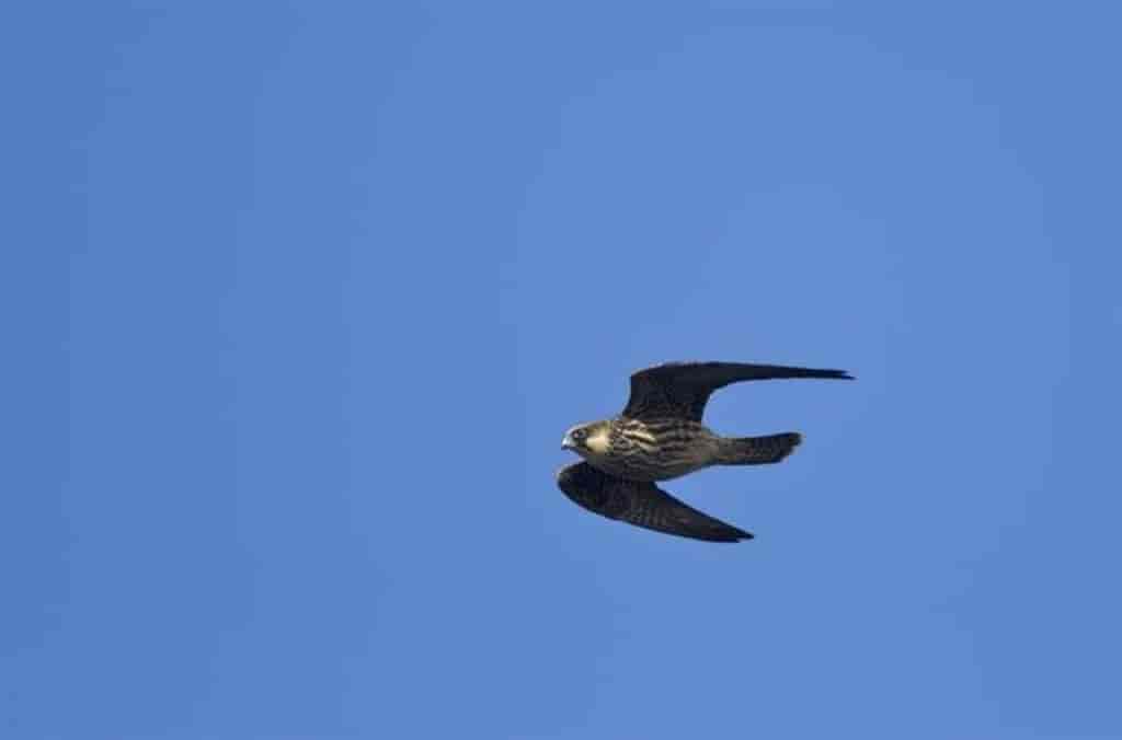Falco eleonorae