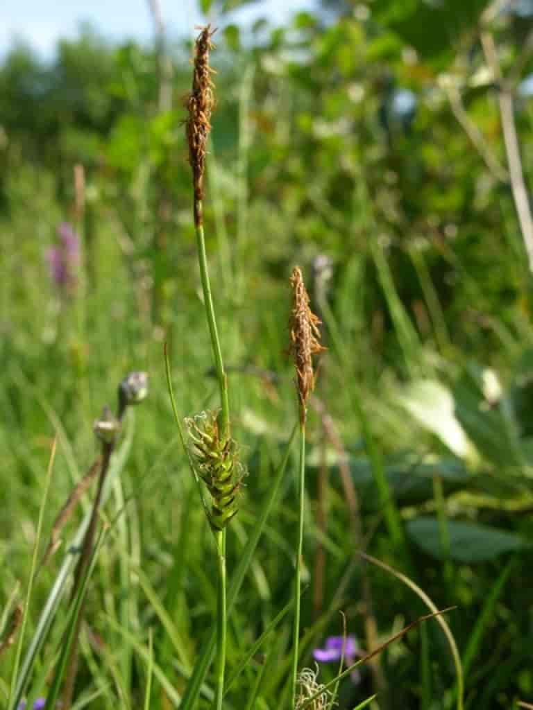 Carex hostiana