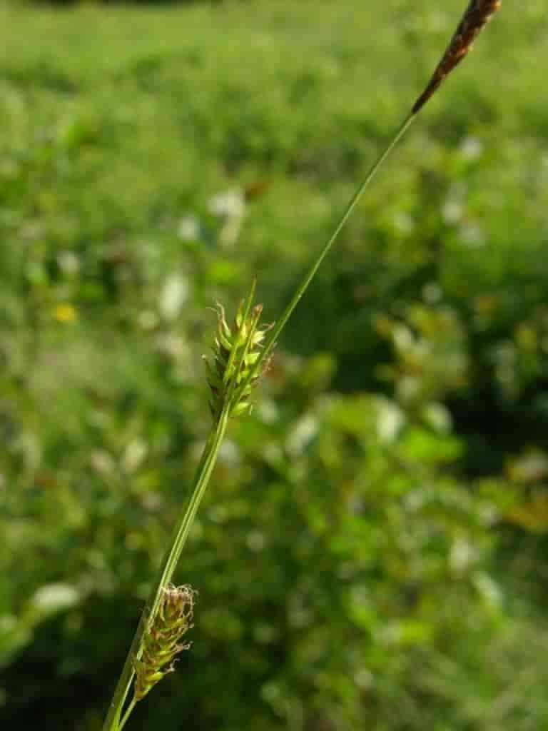 Carex hostiana