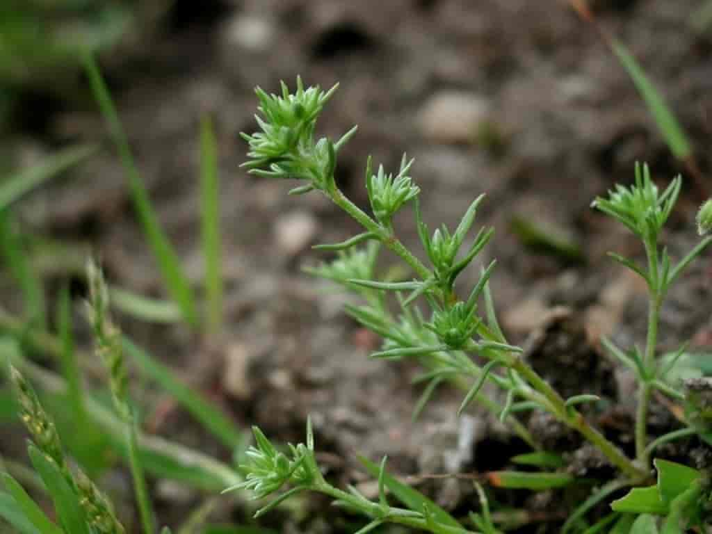 Scleranthus annuus ssp. annuus