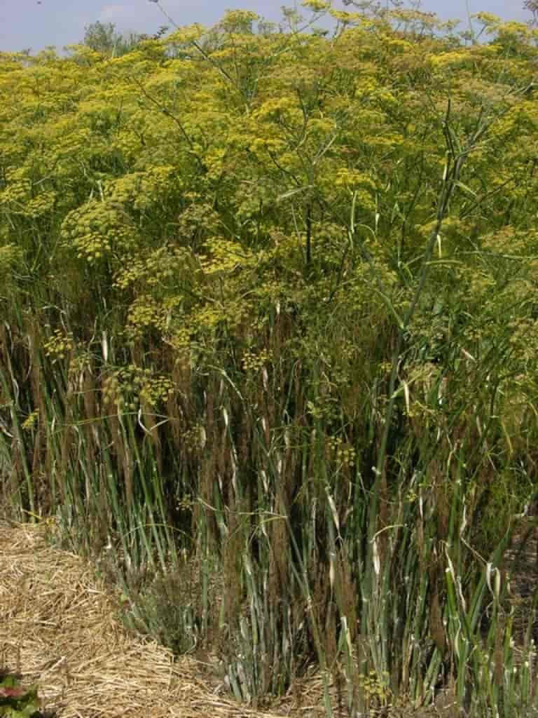 Foeniculum vulgare (Cultiv)
