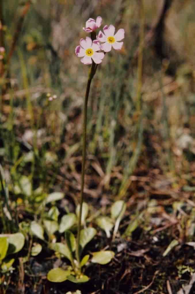 Primula nutans ssp. finmarchica