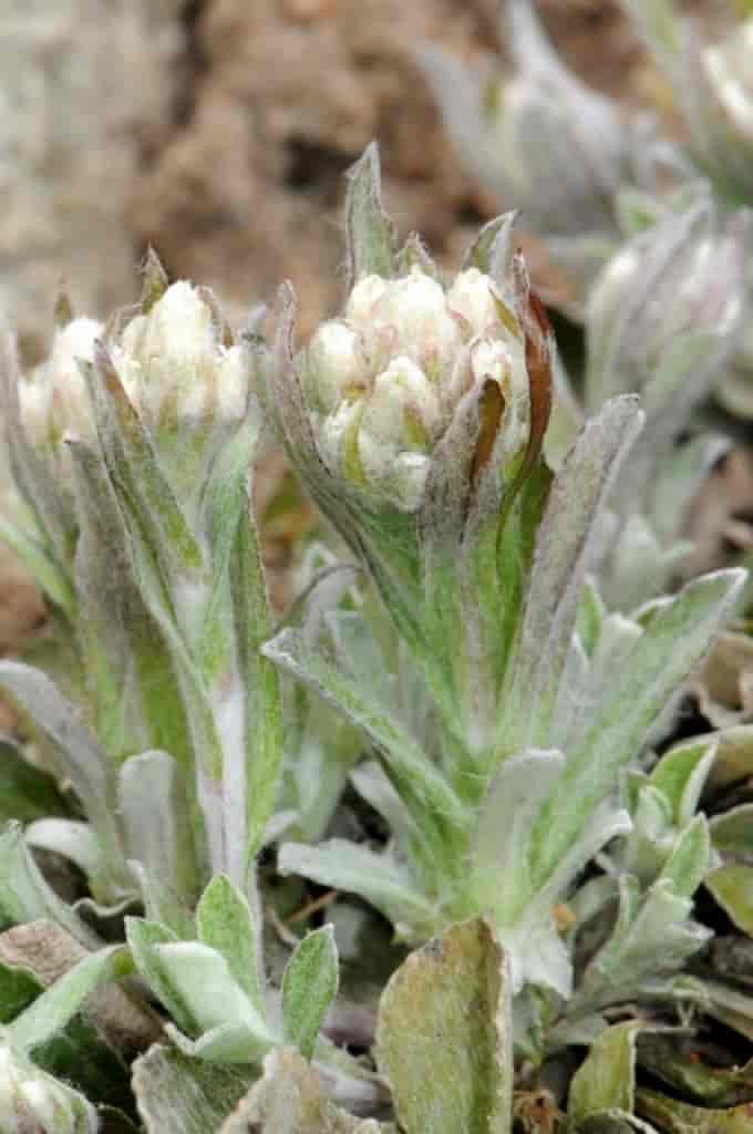 Antennaria alpina var. alpina