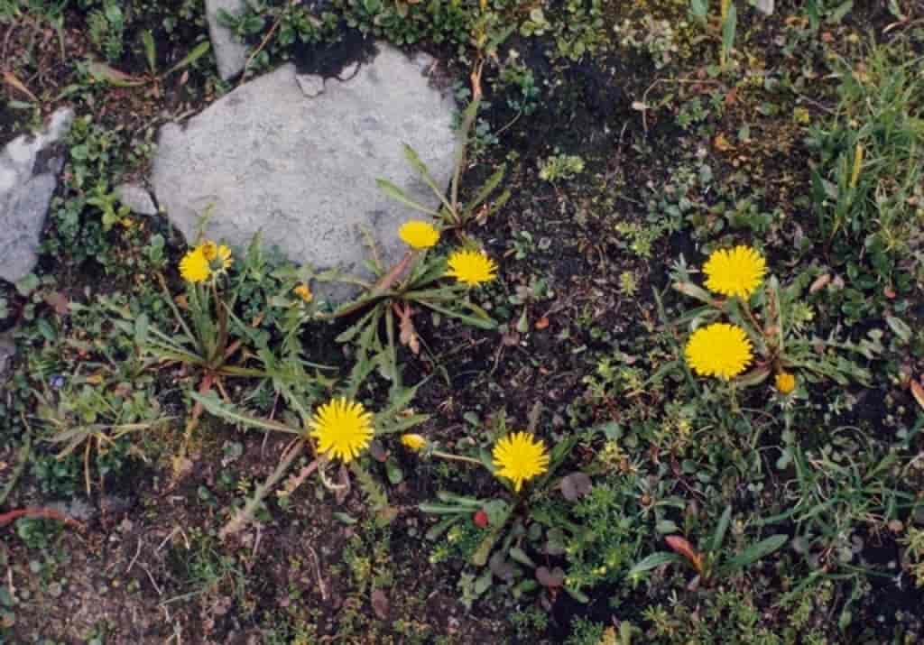 Taraxacum croceum
