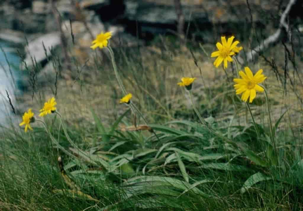 Arnica angustifolia