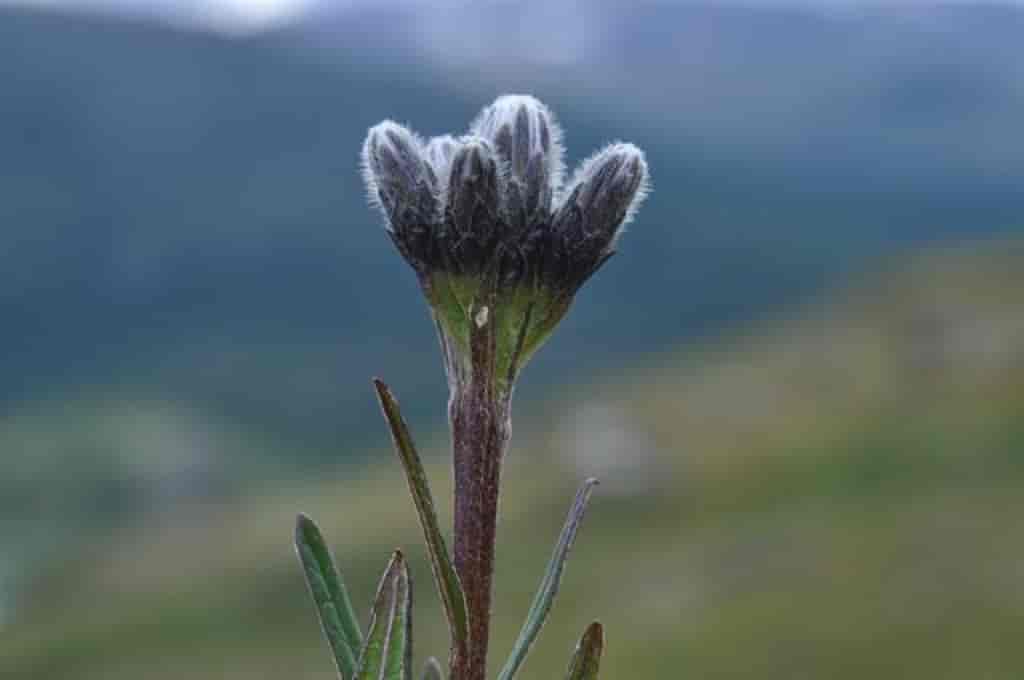 Saussurea alpina