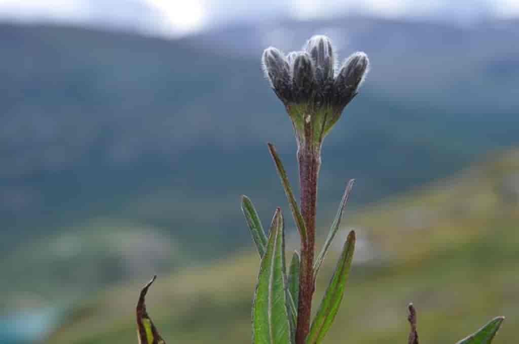 Saussurea alpina