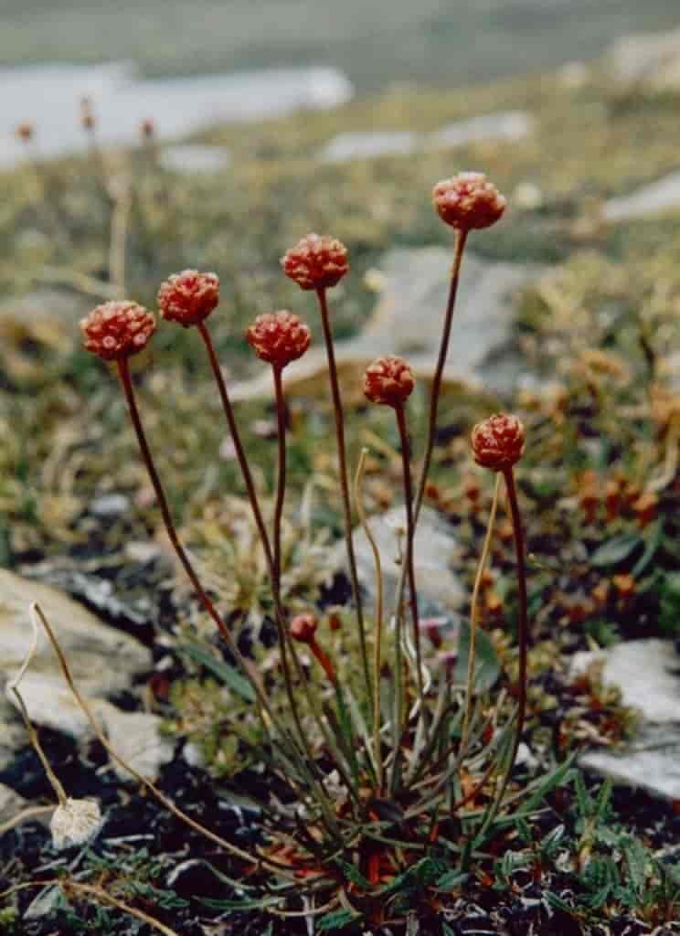 Armeria maritima ssp. sibirica