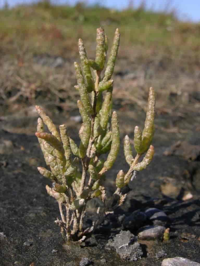 Salicornia dolichostachya, akssalturt