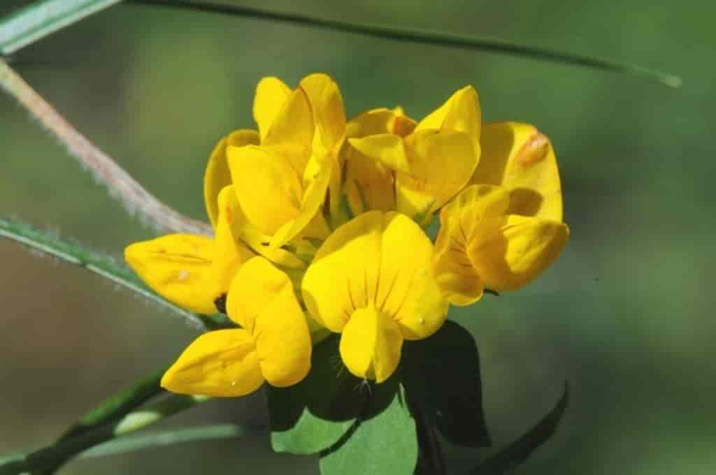 Lotus pedunculatus var. pedunculatus