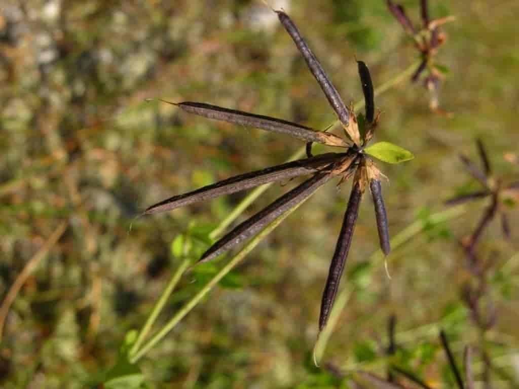 Lotus pedunculatus var. pedunculatus