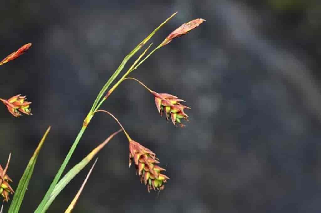 Carex magellanica ssp. irrigua