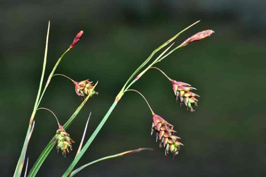 Carex magellanica ssp. irrigua