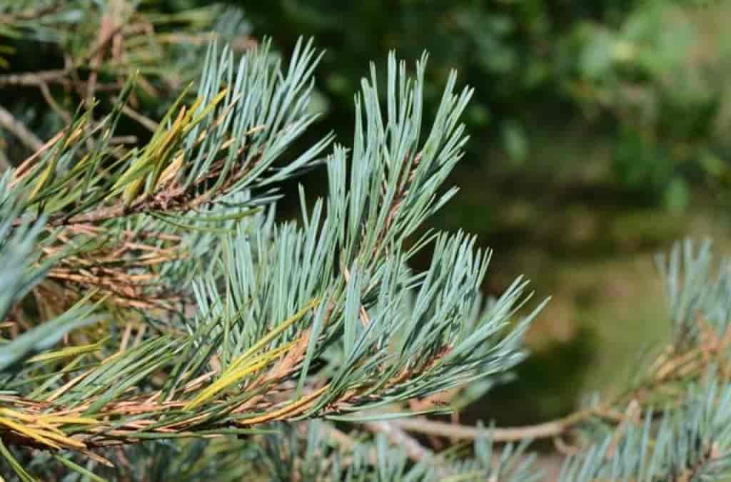 Pinus sylvestris (nåler)