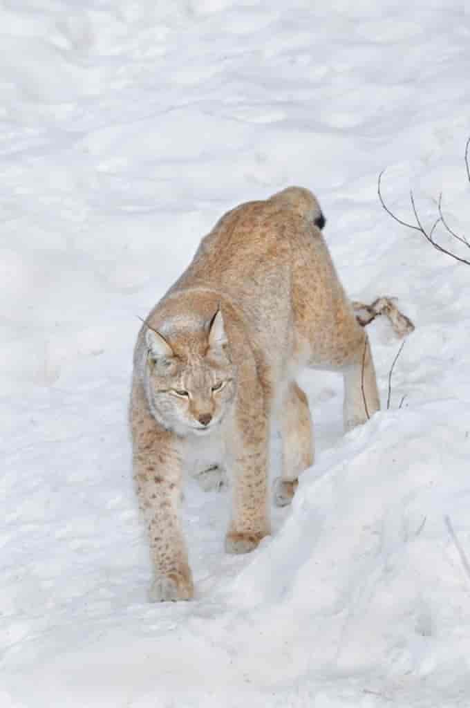 Lynx lynx