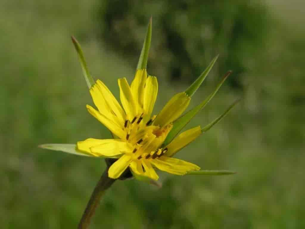 Tragopogon pratensis ssp. minor