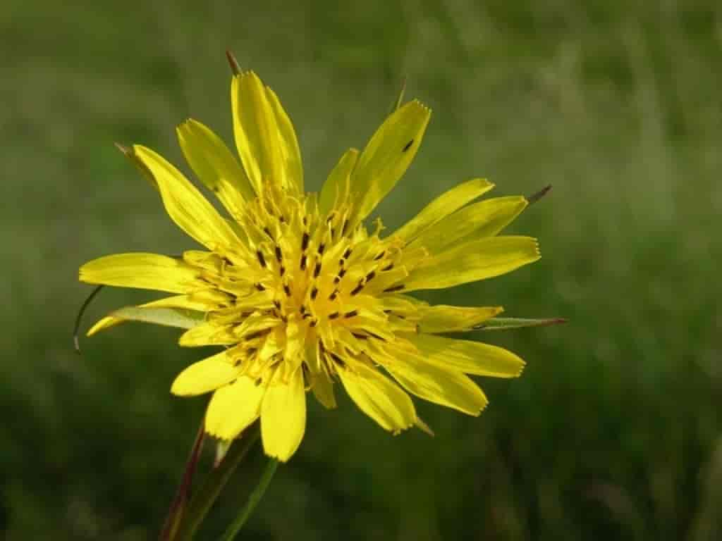 Tragopogon pratensis ssp. pratensis
